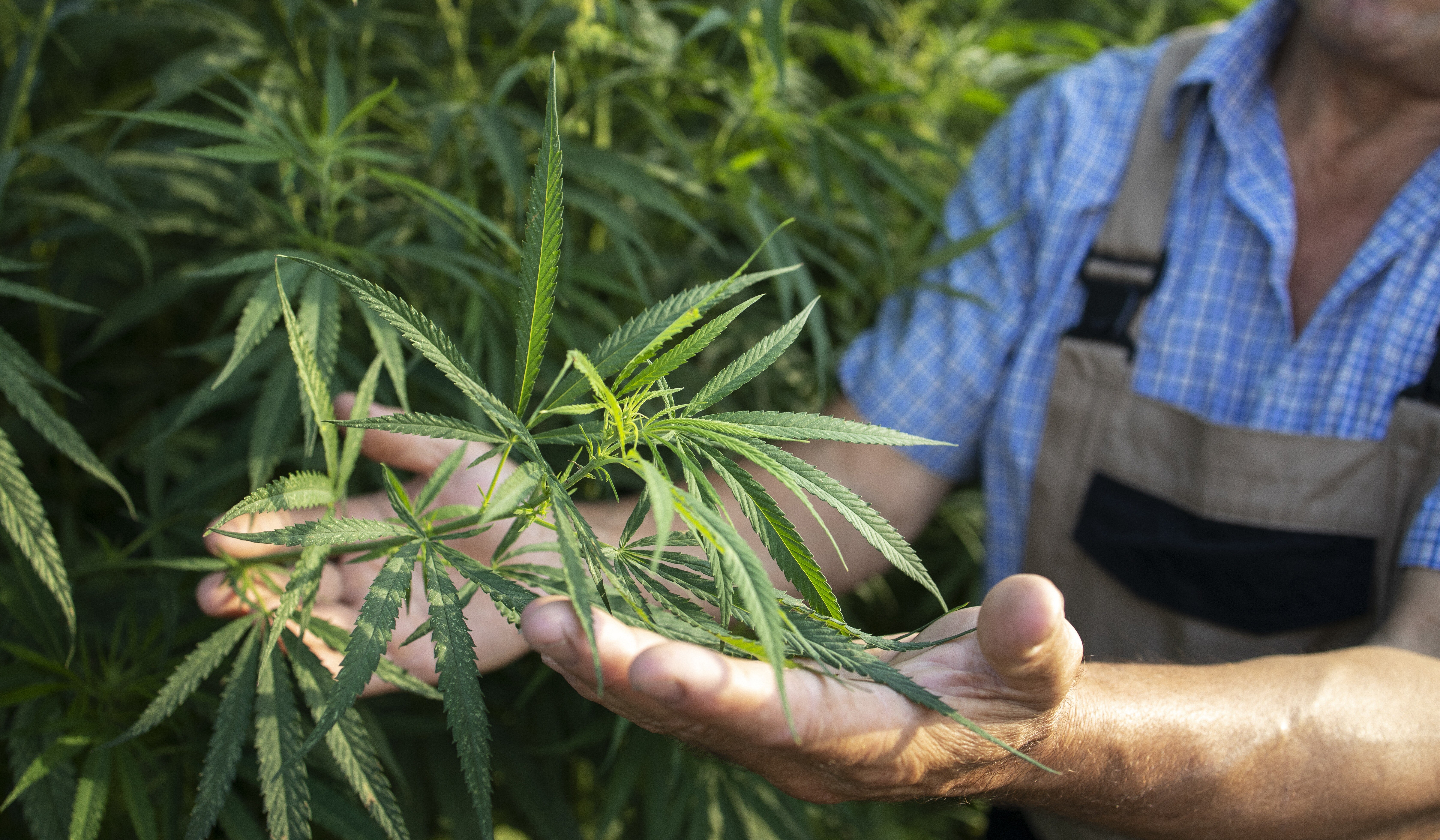 Will Hemp "Loophole" in Farm Bill Get Closed?